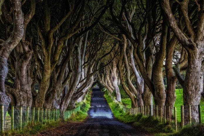 dark hedges yolu