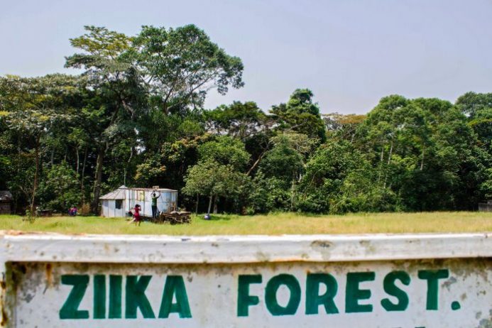 Zika Forest