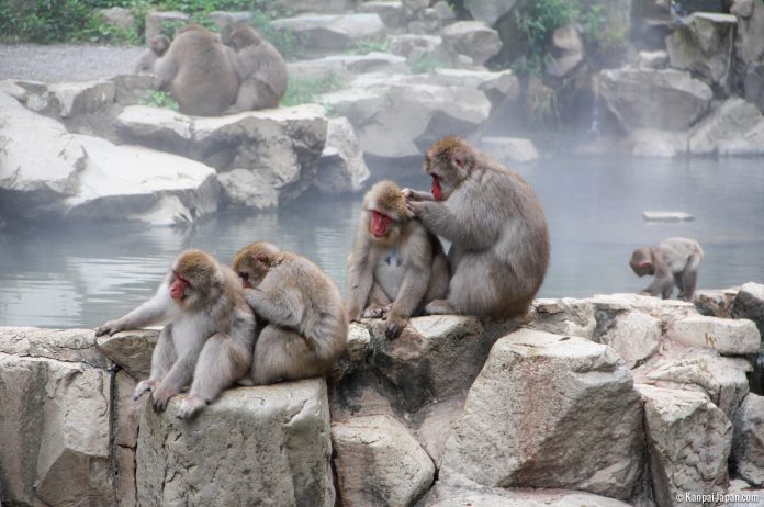 Maymun Parkı