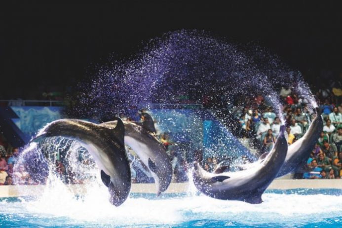 Dubai Dolphinarium - Dolphin & Seal Show