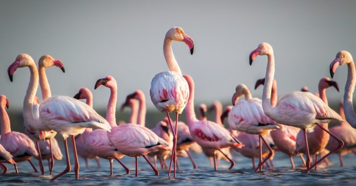 Bodrum Tuzla Bird Sanctuary Places To Visit In Bodrum