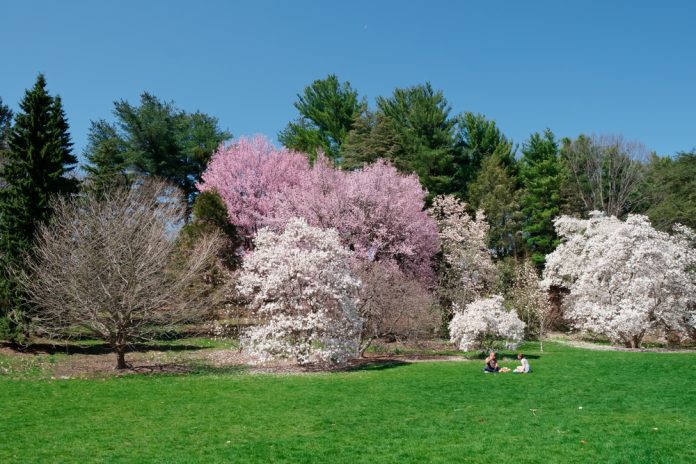 Boston Arnold Arboretumu