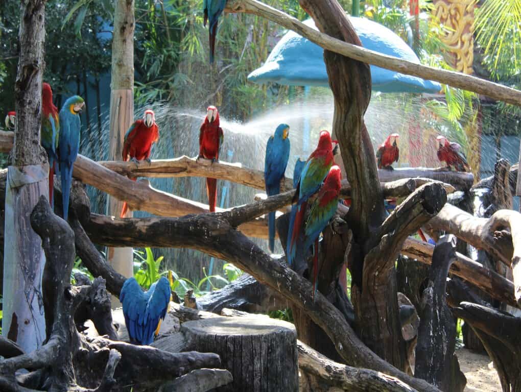 phuket bird park
