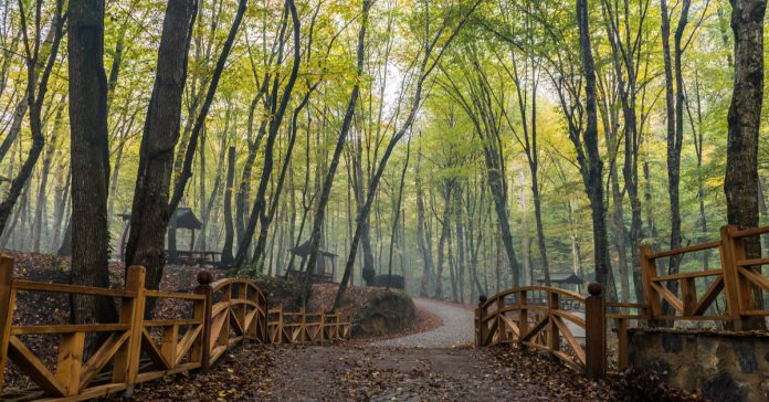 Belgrad Ormanı