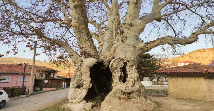 7 asırlık çınar ağacı