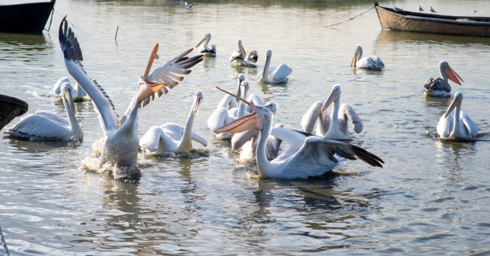 Manyas Gölü Kuş Cenneti Milli Parkı