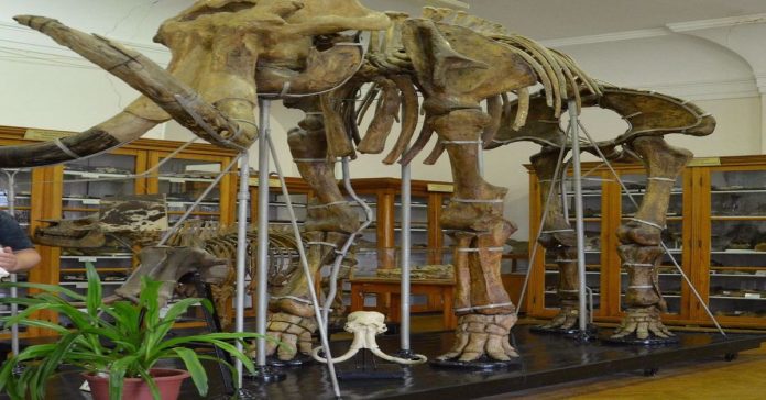Paleontoloji Müzesi