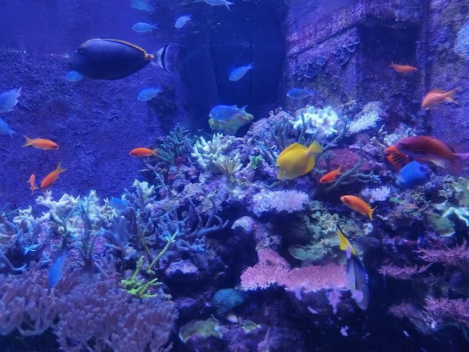 horniman aquarium